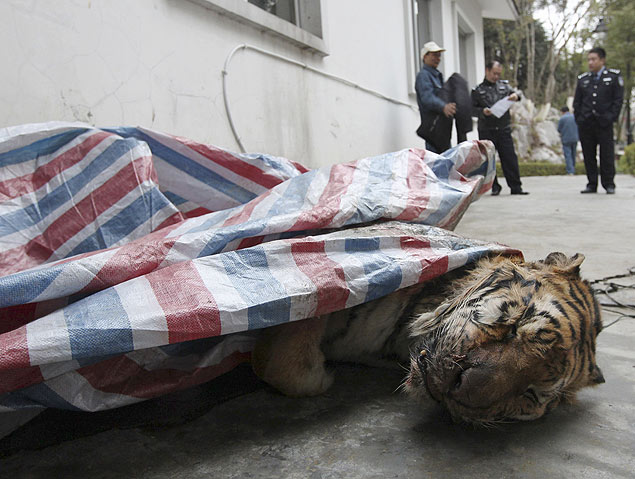 Tigre morto  encontrado pela polcia de Wenzhou, na China; exames iniciais mostraram que era um tigre siberiano