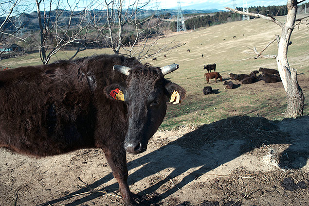 Masami Yoshizawa diz que as vacas que recolheu são um testemunho vivo da loucura humana em Fukushima