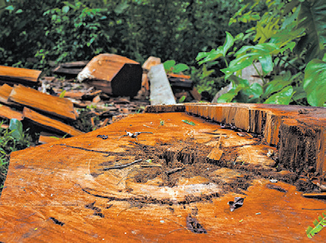 Ilegalidade devasta florestas hondurenhas 