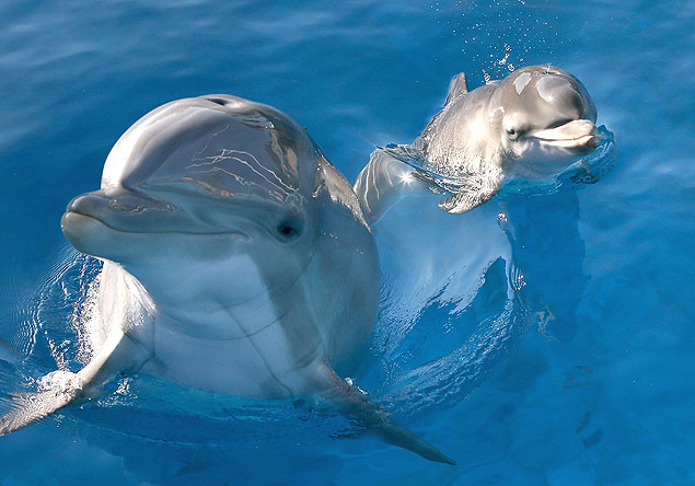 Estudo revela que golfinhos guincham de contentamento