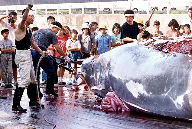 Pescadores japoneses cortam o corpo de uma baleia no porto de Wada, a leste de Tóquio, diante de uma plateia de crianças de uma escola local