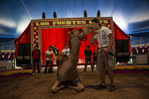 Bebeto Fuentes com o dromedrio Foster; nova lei pode impedir uso de animais em circos