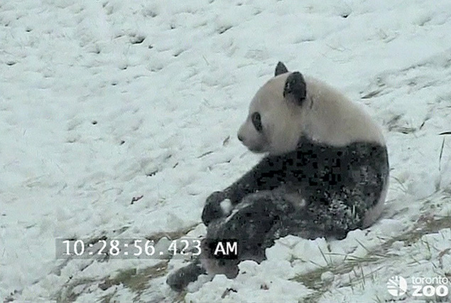 Panda gigante  flagrado brincando na neve; clique e assista ao vdeo da BBC