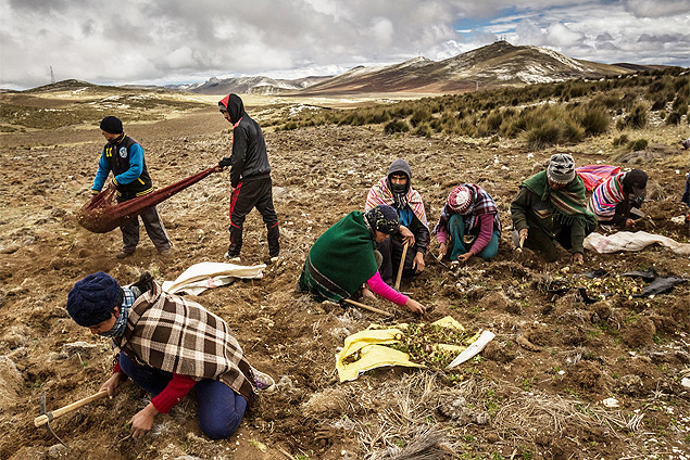 Trabalhadores colhem maca peruana; tubrculo provocou corrida do ouro