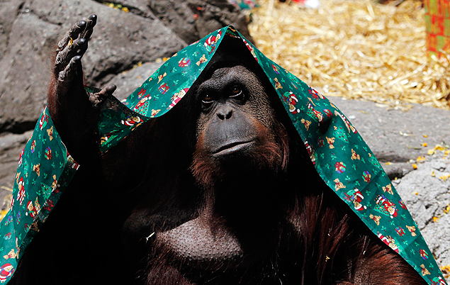 A fêmea de orangotango Sandra gesticula no zoológico argentino de onde deve sair após decisão judicial