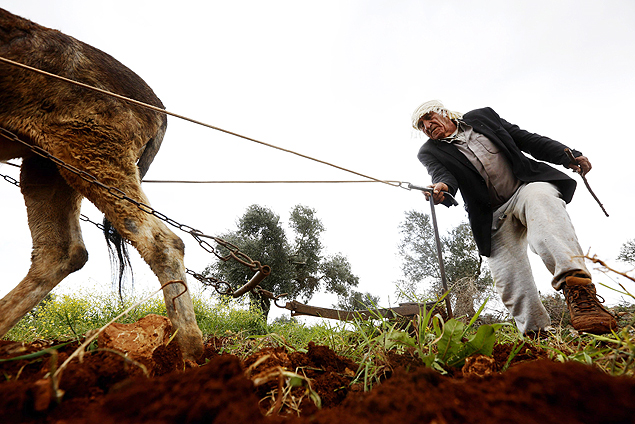 Fazendeiro palestino toma conta de sua plantação de oliveiras em Qariuot, na Cisjordânia