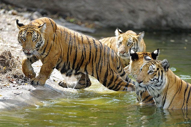 Tigres de nove meses de idade brincam com a me no zoolgico Nehru, em Hyderabad, cidade da ndia