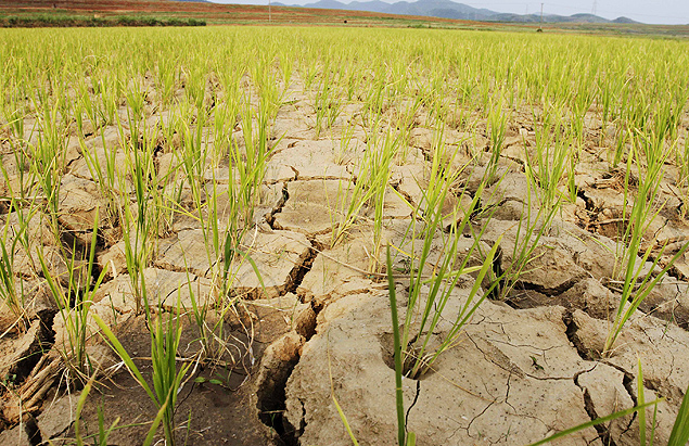 FILE - In this June 22, 2012 file photo, rice plants grow from the cracked and dry earth in Ryongchon-ri in North Korea's Hwangju County. North Korea says it has been hit by its worst drought in a century, resulting in extensive damage to agriculture. The official Korean Central News Agency said in a report Tuesday, June 16, 2015 the drought has caused about 30 percent of its rice paddies to dry up. Rice plants normally need to be partially submerged in water during the early summer. (AP Photo/Kim Kwang Hyon, File) ORG XMIT: TOK111