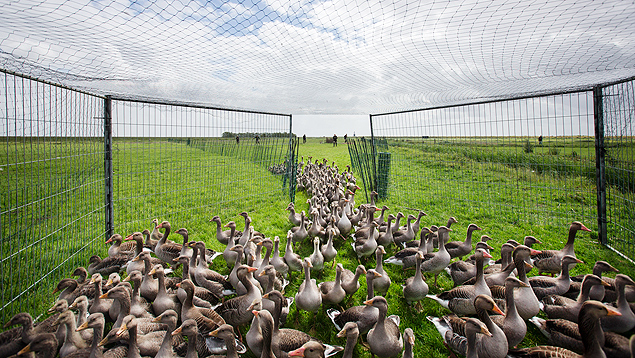 Arie den Hertog criou uma cmara de gs porttil para matar gansos selvagens na Holanda