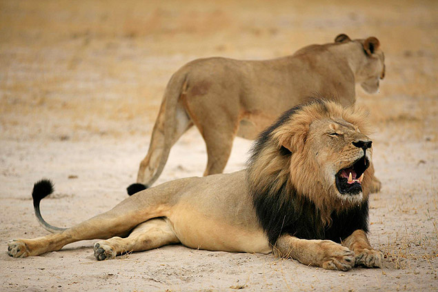 Cecil, o leão mais famoso de Zimbabue
