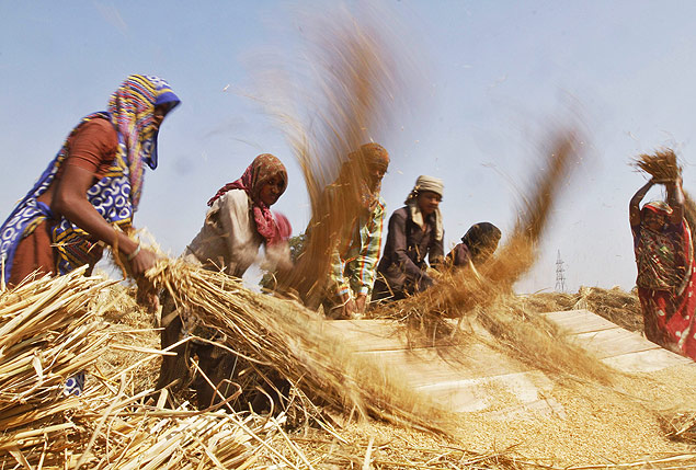 Mulheres fazem colheita de arroz em fazenda de Sanand, no Estado de Gujarat, na ndia