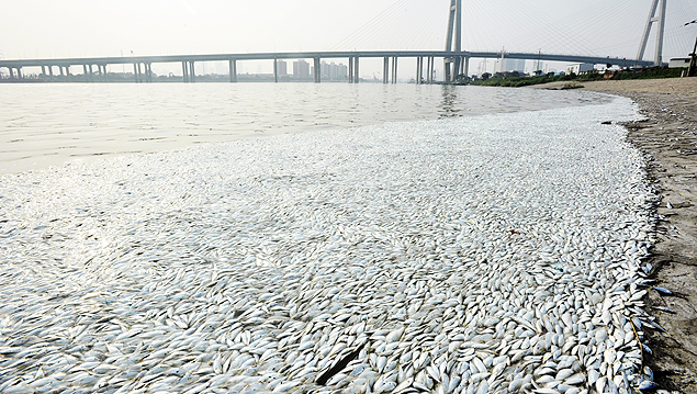 Dead fish are seen on the banks of Haihe river at Binhai new district in Tianjin, China, August 20, 2015. No toxic levels of cyanide have been detected in water samples taken from the Haihe river where the large number of dead fish were spotted on Thursday after last week's explosions at the north China port, according to the city's environment monitoring center, Xinhua News Agency reported. The dead fish were seen at the estuary of the Haihe River about six kilometers (3.73 miles) from the site of the August 12 chemical warehouse blasts, according to an environment expert at a news conference on Thursday. Picture taken August 20, 2015. REUTERS/Stringer TPX IMAGES OF THE DAY CHINA OUT. NO COMMERCIAL OR EDITORIAL SALES IN CHINA ORG XMIT: PEK01