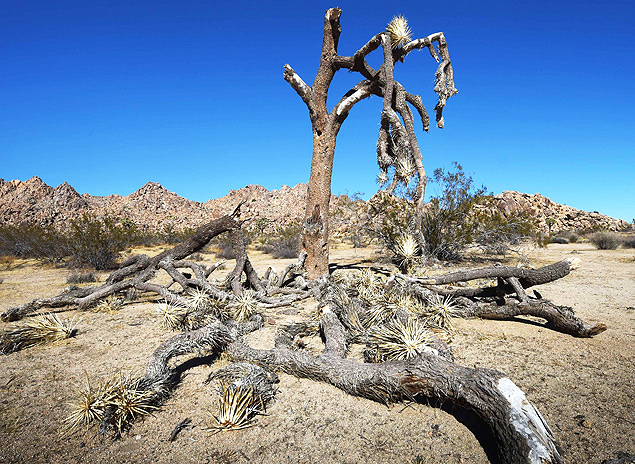 (FILES) This November 22, 2015 file photo shows a dying Joshua Tree in Joshua Tree National Park, California. Last month marked the hottest November in 136 years, marking seven months in a row of record-breaking temperatures that are set to make 2015 the warmest year in modern history, US government scientists said December 17, 2015. AFP PHOTO/ MARK RALSTON ORG XMIT: MRR6962