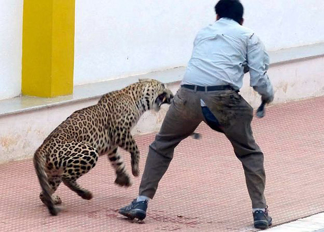Leopardo  domado na Escola Internacional Vibgyor, na ndia; animal recebeu tranquilizantes