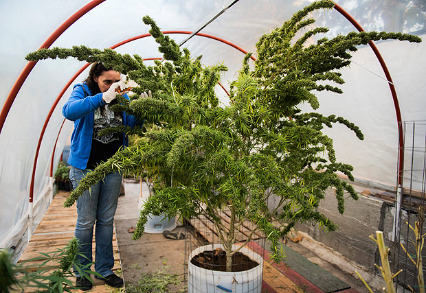 FILE - In this May 14, 2015, file photo, Laura Blanco, trims a marijuana plant in a greenhouse at the Club Canabico Sativa, a marijuana club in Montevideo, Uruguay. According to the Institute for the Control and Regulation of Cannabis, as of Monday, August 10, 2015, about 3 thousand persons have registered as private growers and 7 marijuana clubs have been been instituted in Uruguay. (AP Photo/Matilde Campodonico, File) ORG XMIT: XLAT116