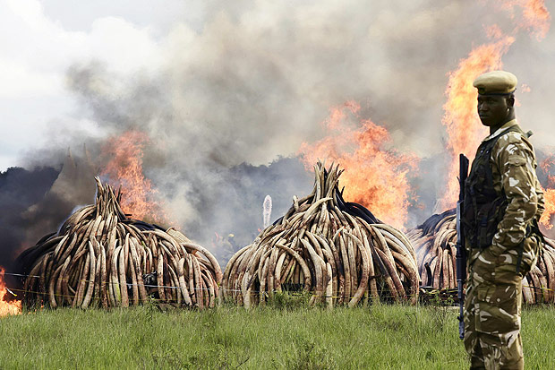 A ranger stands in front of burning Ivory stacks at the Nairobi National Park on April 30, 2016. Kenyan President Uhuru Kenyatta set fire on April 30, 2016, to the world's biggest ivory bonfire, after demanding a total ban on trade in tusks and horns to end "murderous" trafficking and prevent the extinction of elephants in the wild. / AFP PHOTO / CARL DE SOUZA ORG XMIT: 2437