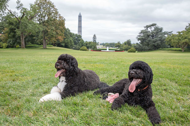 Os ces-de-gua Bo ( esquerda) e Sunny so os cachorros da famlia do presidente Barack Obama