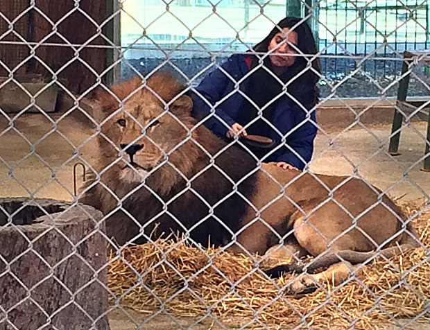 Visitante escova juba de leão dentro de jaula do zoológico de Lujan, na Argentina, que recebe críticas 