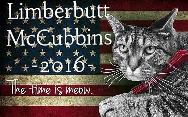 Foto de campanha do gato Limberbutt McCubbins, que concorre  Presidncia dos EUA