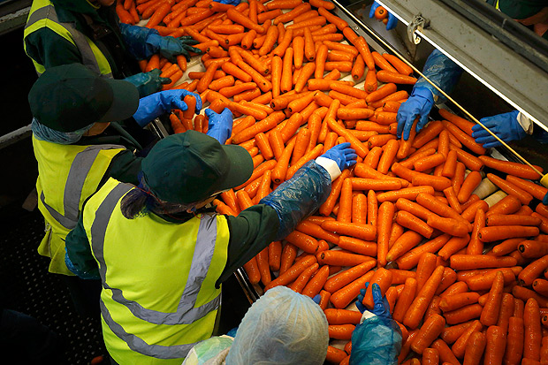Trabalhadores imigrantes separam cenouras em usina de beneficiamento em Goose, no leste ingls