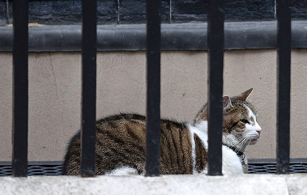 O gato Larry, que vive na residncia oficial do governo britnico na rua Downing
