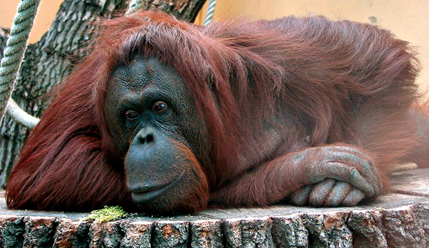 Orangotango que emitia sons