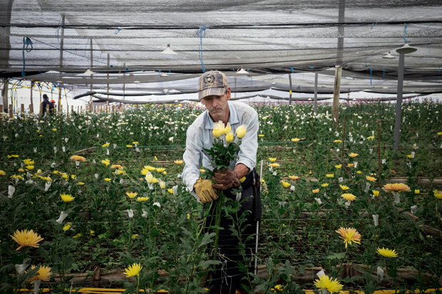 Homem colhe flor em estufa da PharmaCielo, na Colmbia, que depois ser usada para plantar maconha