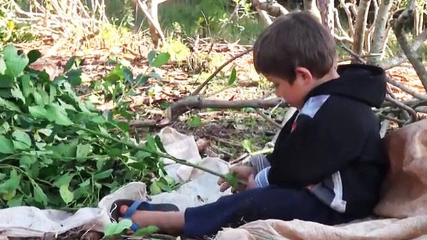 Menino de quatro anos colhe folhas de mate na Argentina