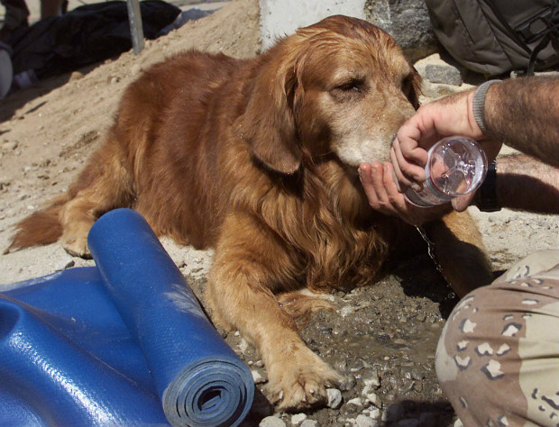 Um dos cães usados nas buscas recebem água dos policiais nos escombros do World Trade Center