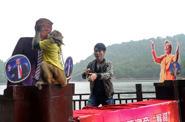 A monkey kisses the cardboard cutout of US Presidential candidate Donald Trump during a selection intended to predict the result of the US election, at a park in Changsha, in China's Hunan province on November 3, 2016. The monkey chose Republican candidate Donald Trump.