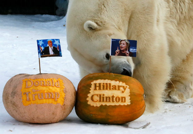 Na Sibéria, o urso polar Felix tentou prever nesta segunda (7) quem vencerá a eleição nos EUA