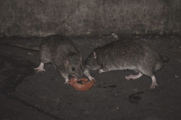 Ratos comem fatia de tomate em Paris