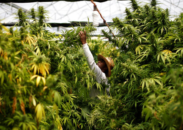 Una plantación de marihuana medicinal cerca de Nazareth, en Israel 