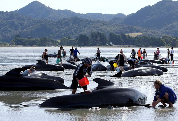 Volunteers try to assist some more stranded pilot whales that came to shore in the afternoon after one of the country's largest recorded mass whale strandings, in Golden Bay, at the top of New Zealand's South Island, February 11, 2017. REUTERS/Anthony Phelps ORG XMIT: DBG275