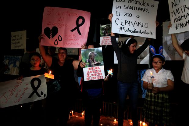 Manifestantes protestam contra a morte do hipopótamo Gustavito em zoológico de San Salvador