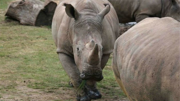 Restam cerca de 29 mil espécimes de rinocerontes, que estão ameaçados de extinção