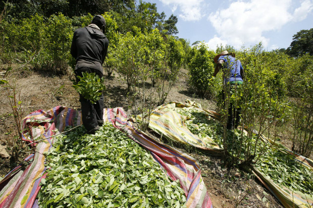 Agricultores colhem folhas de coca em Puerto Bello, no sul da Colmbia; rea cultivada atinge recorde