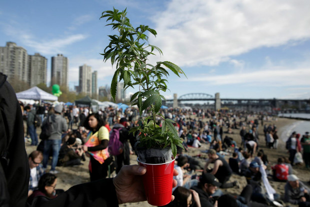 Manifestante carrega p de maconha na marcha que pede a liberao da droga em Vancouver, Canad