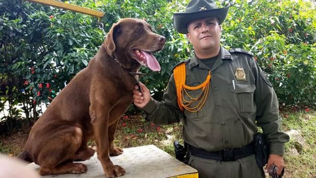 Faro do labrador Choko ajudou autoridades a apreender milhares de quilos de maconha, cocana e outras drogas em Medelln, na Colmbia; mas policiais temem por sua segurana