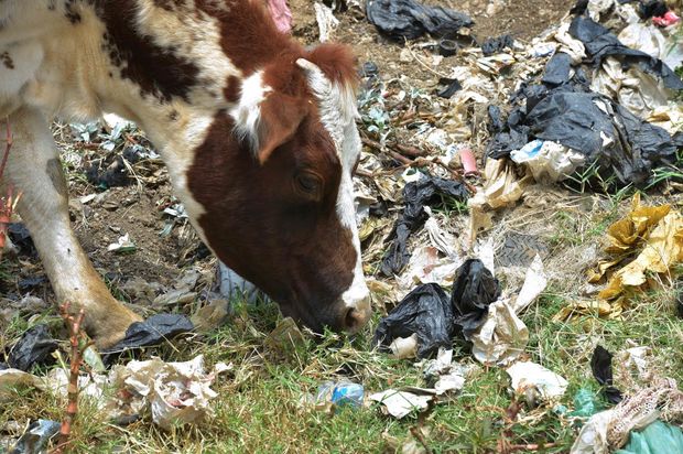Vaca pasta prximo a sacos plsticos em local de despejo na cidade de Ngong, no Qunia