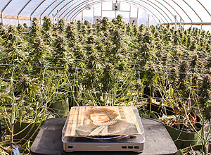 La mitad de las denuncias por tráfico de marihuana se interponen por una cantidad equivalente a dos bombones