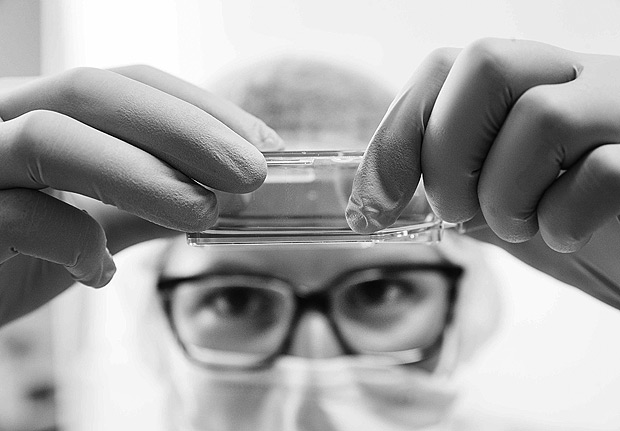 CAMPINAS, SP, Brasil, 12-02-2016 16h47:Laboratorio de Microbiologia do Inst de Biologia da UNICAMP Campinas iniciam pesquisas contra o virus da Zika. No laboratorio de Virologia Animal, Raissa Beck,26 (doutoranda de biologia) mostra cultura de celulas do mosquito Aedes SP usado para as pesquisas(Eduardo Knapp/Folhapress.COTIDIANO). Cod do Fotografo: 0716