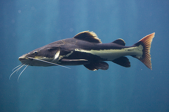 Esse peixe de bigode  o bagre, que passeia em tanque junto com pirarucus, tambaquis e um peixe-boi conhecido como Tapajs 