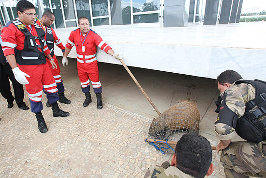 Brigadistas particulares e policiais militares do DF retiram capivara que apareceu no pr�dio do Supremo