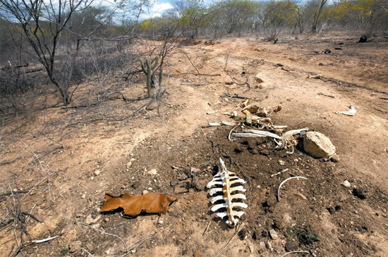 Seca provoca morte de gado em propriedade rural em Flores (PE)