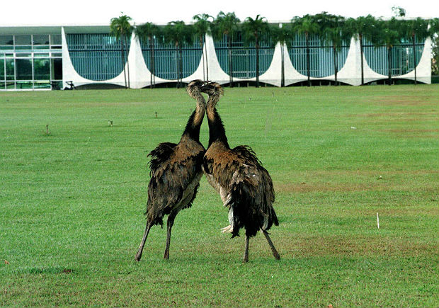 Emas brigam no gramado em frente ao Palácio da Alvorada, em Brasília