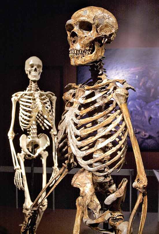 Esqueleto reconstruído de neandertal (dir.) e um ser humano moderno (esq.) no Museu de História Natural, em Nova York