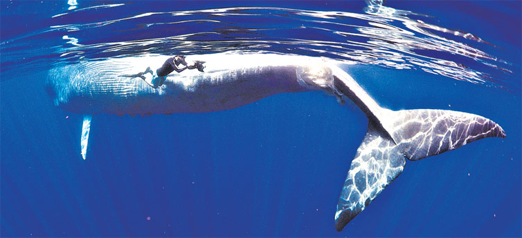 Hélice de navio quase arrancou a cauda de uma baleia-azul encontrada morta no Sri Lanka