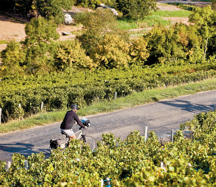 Ciclista em vinhedos na regio de Sane-et-Loire, na Borgonha