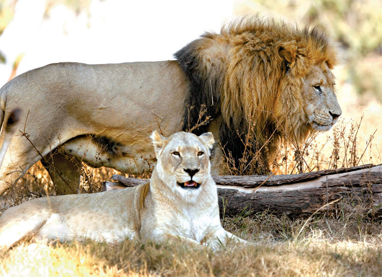 Leo e leoa so avistados durante safri fotogrfico em reserva natural na regio de Johannesburgo, na frica do Sul